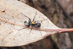 Polyrhachis ornata