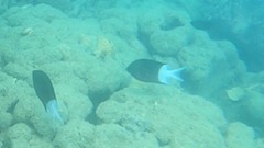 Acanthochromis polyacanthus