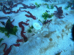 Phacellophora camtschatica