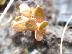 Epilobium angustum