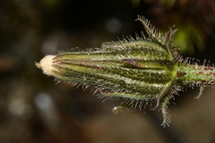 Picris hieracioides morrisonensis
