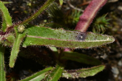 Picris hieracioides morrisonensis