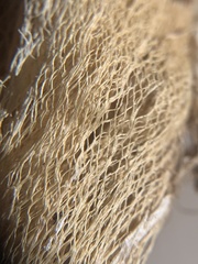 Allium geyeri chatterleyi