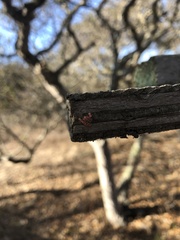 Cynips quercusechinus