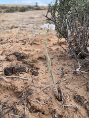 Dimorphocarpa wislizeni