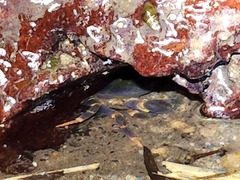 Geothelphusa miyazakii