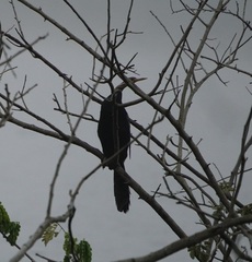 Anhinga melanogaster