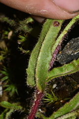 Picris hieracioides morrisonensis