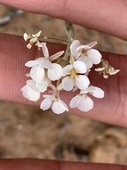 Dimorphocarpa wislizeni