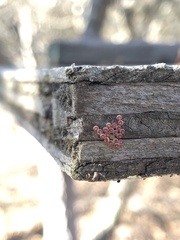 Cynips quercusechinus