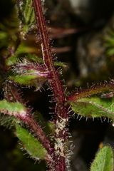 Picris hieracioides morrisonensis