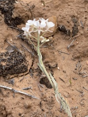 Dimorphocarpa wislizeni