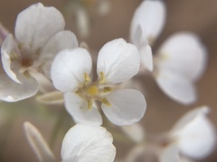 Dimorphocarpa wislizeni