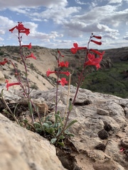 Penstemon utahensis