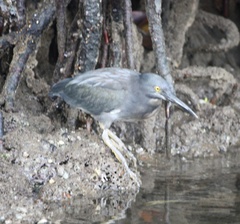 Butorides striata sundevalli