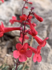 Penstemon utahensis