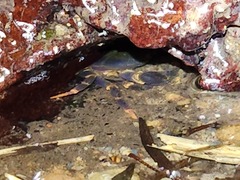 Geothelphusa miyazakii