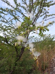 Vachellia schaffneri