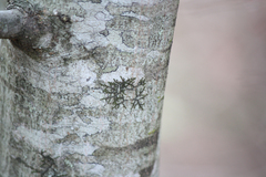 Frullania eboracensis