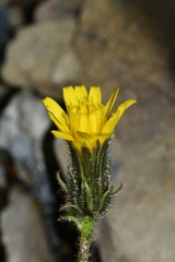 Picris hieracioides morrisonensis