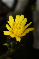 Picris hieracioides morrisonensis