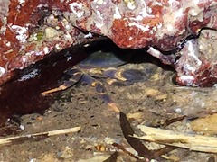 Geothelphusa miyazakii