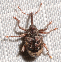 Conotrachelus elegans