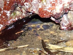 Geothelphusa miyazakii