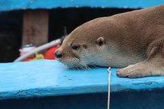 Lontra longicaudis