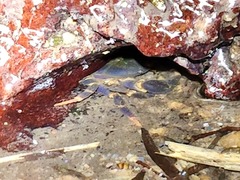 Geothelphusa miyazakii