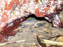 Geothelphusa miyazakii