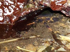 Geothelphusa miyazakii