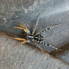 Nyssus coloripes