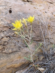 Mentzelia multiflora