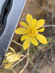 Mentzelia multiflora