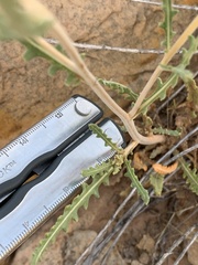 Mentzelia multiflora