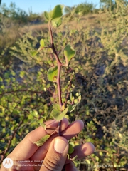 Bursera epinnata