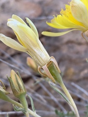 Mentzelia multiflora