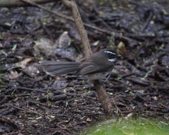 Rhipidura albogularis