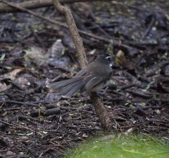 Rhipidura albogularis