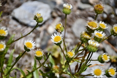 Erigeron morrisonensis