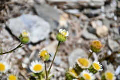 Erigeron morrisonensis