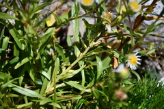 Erigeron morrisonensis