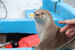 Lontra longicaudis