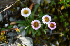 Erigeron morrisonensis