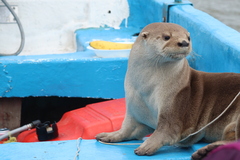 Lontra longicaudis