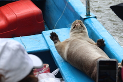 Lontra longicaudis