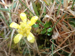 Ranunculus gracilipes