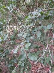 Planera aquatica