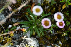 Erigeron morrisonensis